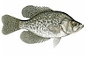 Best Crappie fishing in California at Lake Isabella!