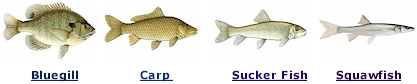 Bluegills, carp, suckers and even pikeminnow squawfish are in Lake Isabella!