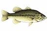 Catch Record Breaking Largemouth Bass at Lake Isabella!